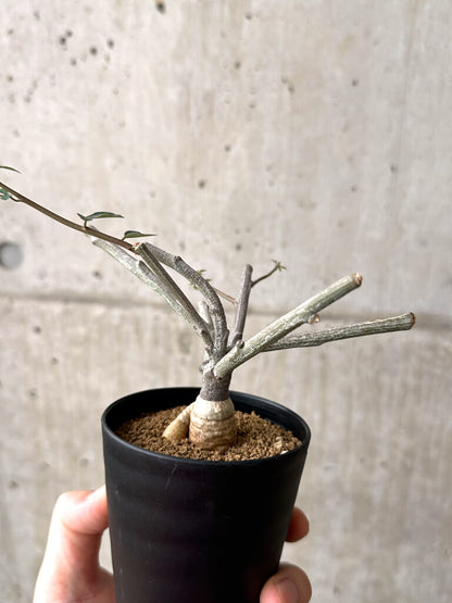 【現品限り】アデニア・サブセシフォリア 実生【AF24】 Adenia subsessilifolia