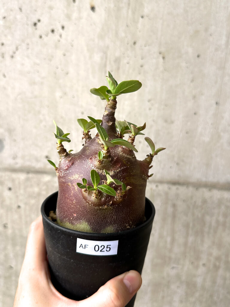 【現品限り】アデニウム・アラビカム ブラックスキン コレクション株【AF25】 Adenium arabicum ‘Black skin’