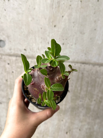 【現品限り】アデニウム・アラビカム ブラックスキン コレクション株【AF25】 Adenium arabicum ‘Black skin’