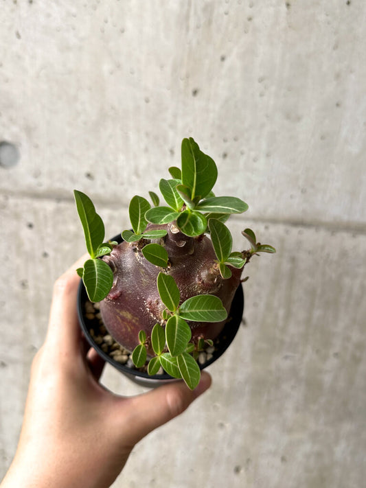 【現品限り】アデニウム・アラビカム ブラックスキン コレクション株【AF25】 Adenium arabicum ‘Black skin’