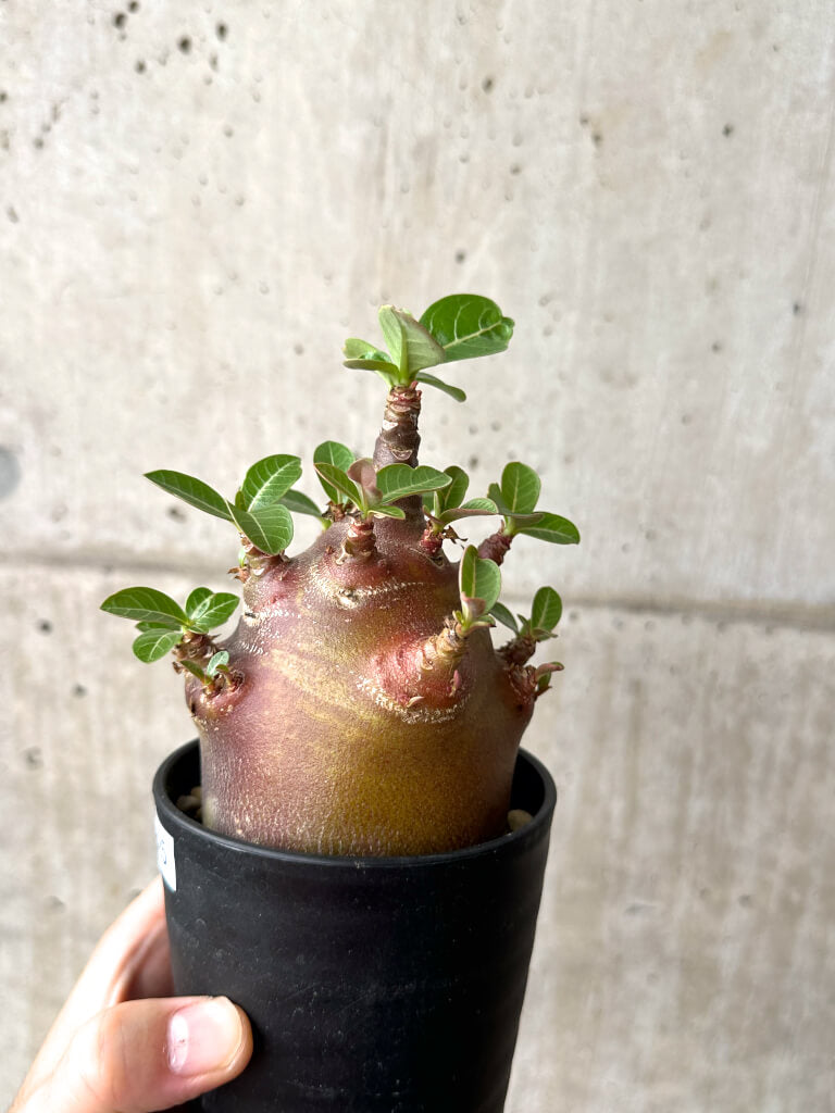 【現品限り】アデニウム・アラビカム ブラックスキン コレクション株【AF25】 Adenium arabicum ‘Black skin’