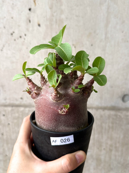 【現品限り】アデニウム・アラビカム ブラックスキン コレクション株【AF26】 Adenium arabicum ‘Black skin’