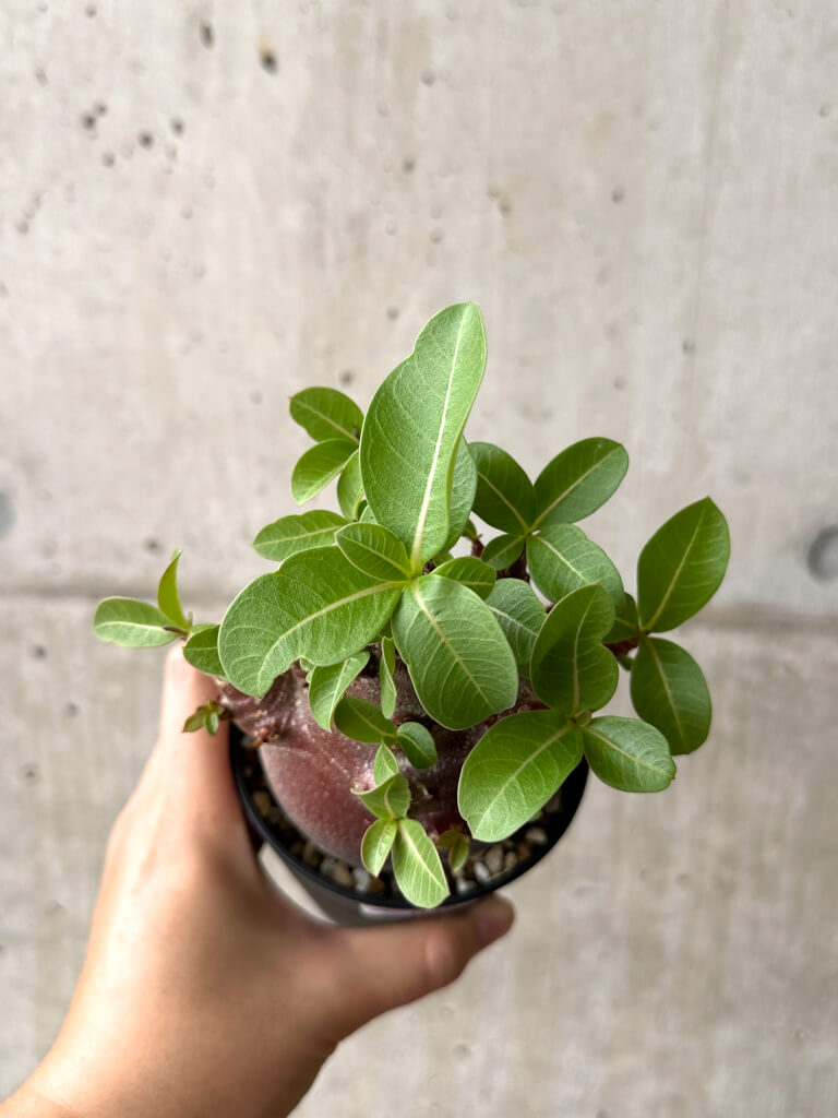 【現品限り】アデニウム・アラビカム ブラックスキン コレクション株【AF26】 Adenium arabicum ‘Black skin’