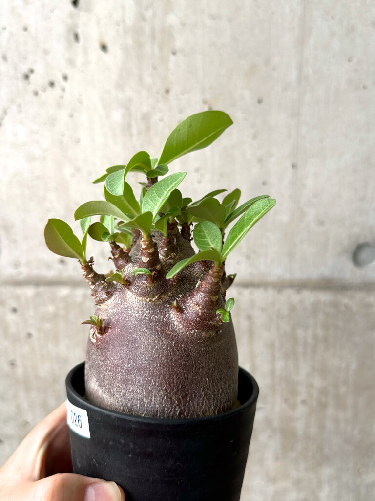 【現品限り】アデニウム・アラビカム ブラックスキン コレクション株【AF26】 Adenium arabicum ‘Black skin’