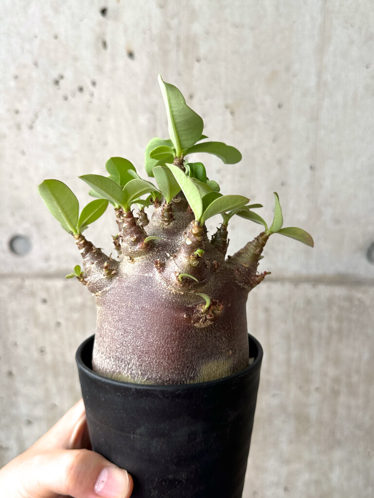 【現品限り】アデニウム・アラビカム ブラックスキン コレクション株【AF26】 Adenium arabicum ‘Black skin’