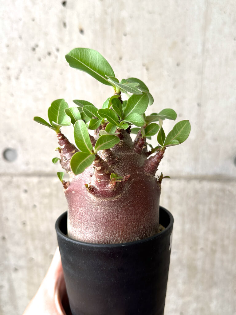 【現品限り】アデニウム・アラビカム ブラックスキン コレクション株【AF26】 Adenium arabicum ‘Black skin’
