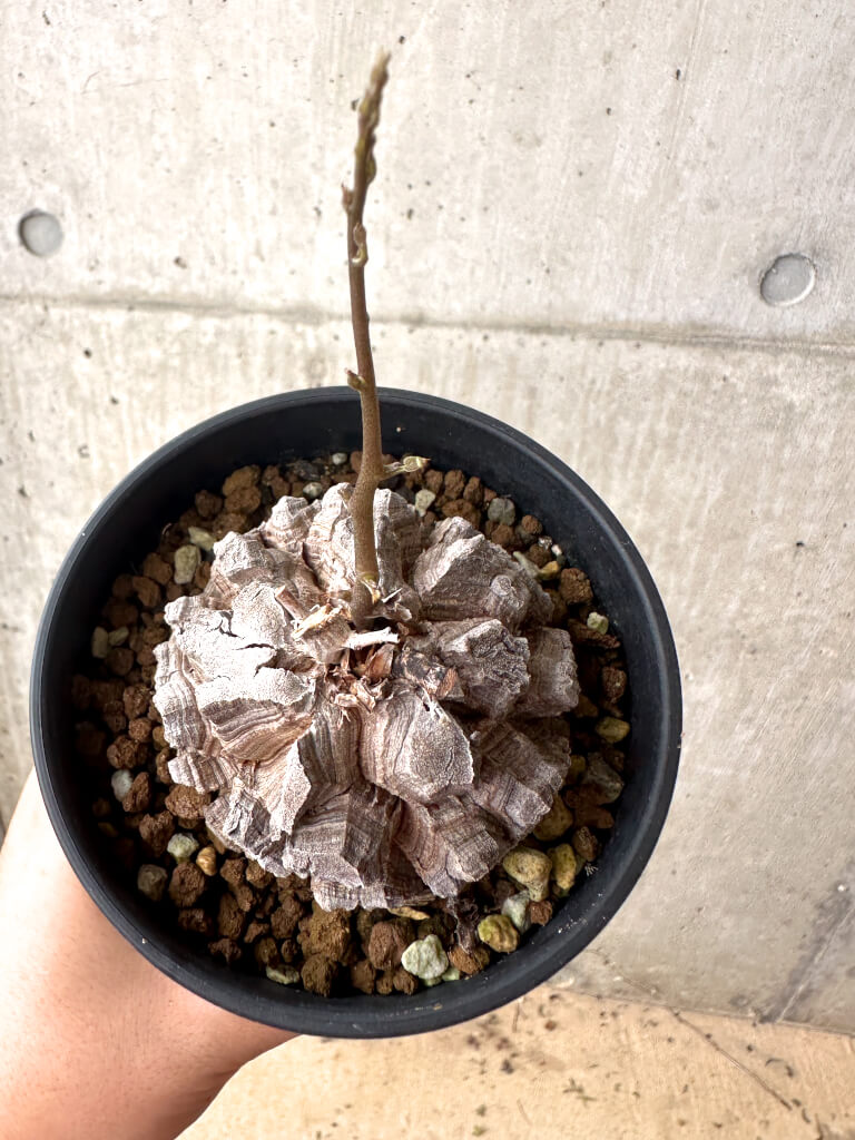 現品限り】アフリカ亀甲竜【AF27】 Dioscorea elephantipes 塊根植物