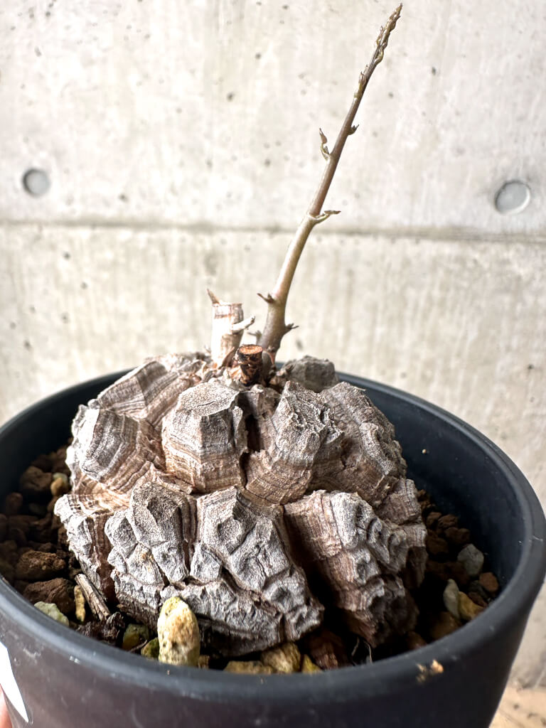 現品限り】アフリカ亀甲竜【AF27】 Dioscorea elephantipes 塊根植物