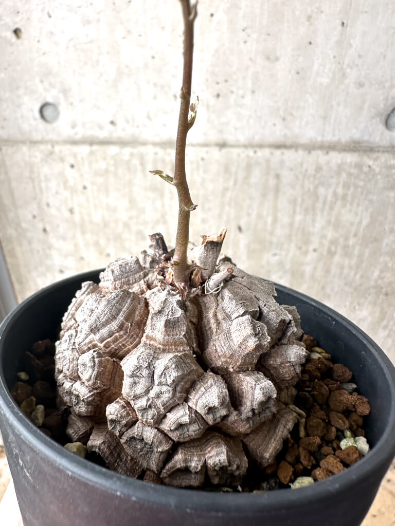 現品限り】アフリカ亀甲竜【AF27】 Dioscorea elephantipes 塊根植物