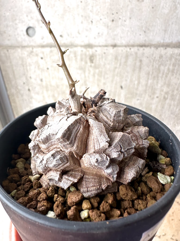 現品限り】アフリカ亀甲竜【AF27】 Dioscorea elephantipes 塊根植物