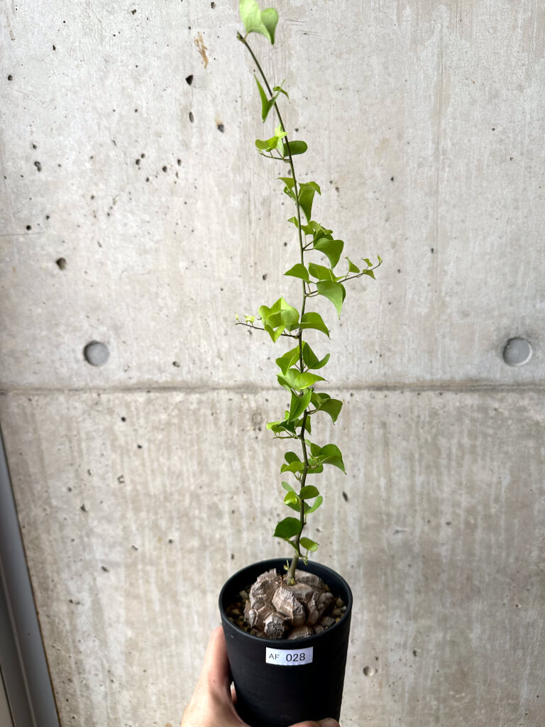 【現品限り】アフリカ亀甲竜【AF28】 Dioscorea elephantipes