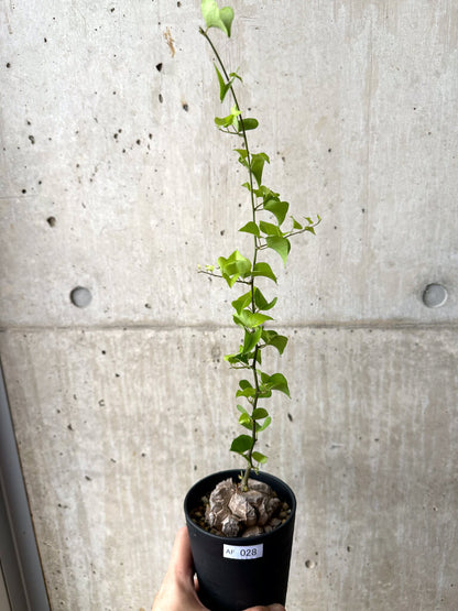【現品限り】アフリカ亀甲竜【AF28】 Dioscorea elephantipes