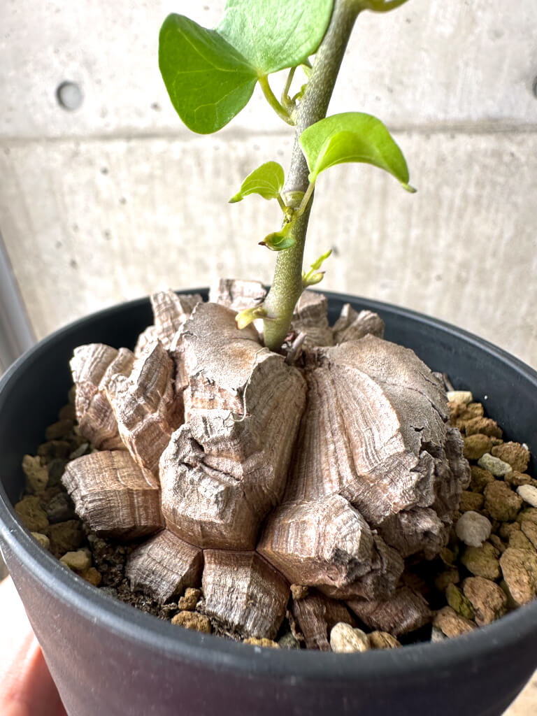 【現品限り】アフリカ亀甲竜【AF28】 Dioscorea elephantipes