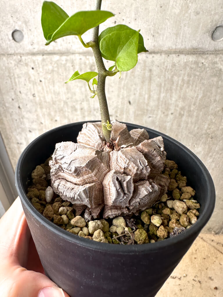 【現品限り】アフリカ亀甲竜【AF28】 Dioscorea elephantipes