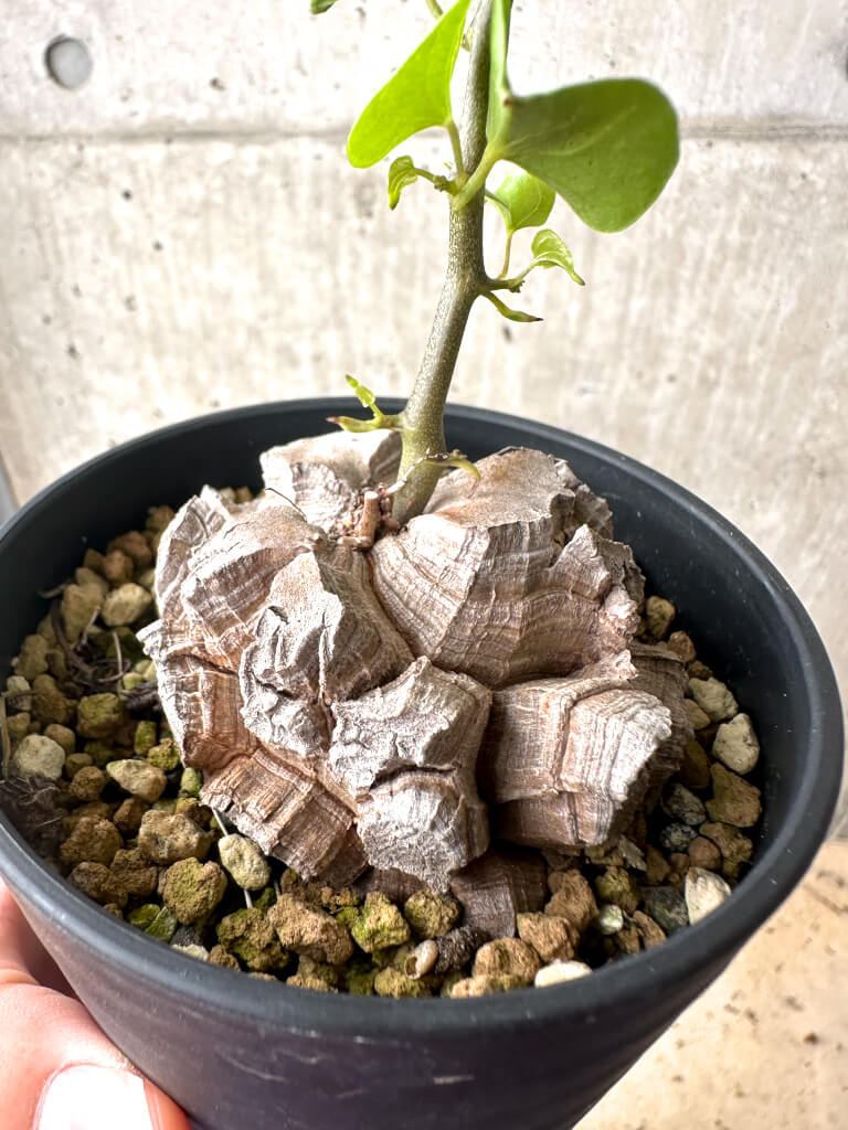 【現品限り】アフリカ亀甲竜【AF28】 Dioscorea elephantipes
