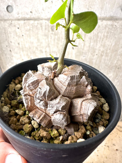 【現品限り】アフリカ亀甲竜【AF28】 Dioscorea elephantipes