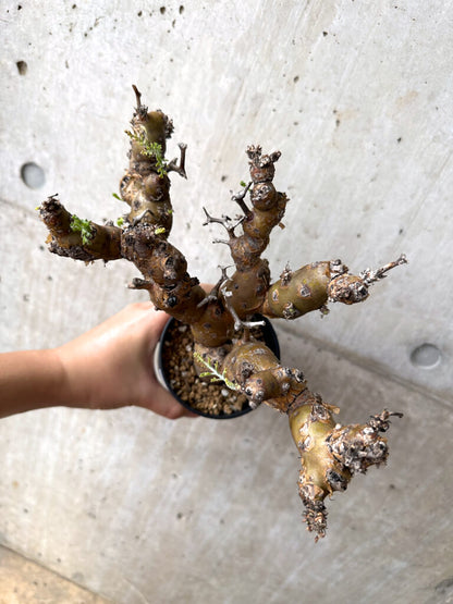 【現品限り】ペラルゴニウム・クリズミフォリウム 発根済み【AF29】 Pelargonium crithmifolium