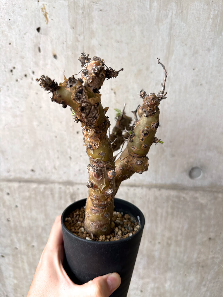 【現品限り】ペラルゴニウム・クリズミフォリウム 発根済み【AF29】 Pelargonium crithmifolium