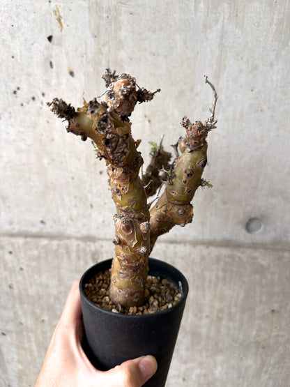 【現品限り】ペラルゴニウム・クリズミフォリウム 発根済み【AF29】 Pelargonium crithmifolium