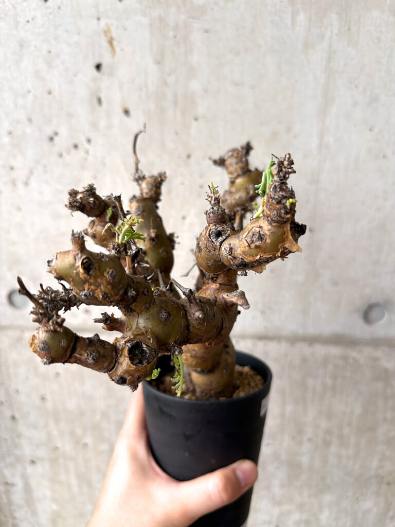 【現品限り】ペラルゴニウム・クリズミフォリウム 発根済み【AF29】 Pelargonium crithmifolium