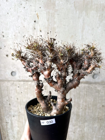 【現品限り】オトンナ・ユーフォルビオイデス 長期管理【AF30】 Othonna euphorbioides