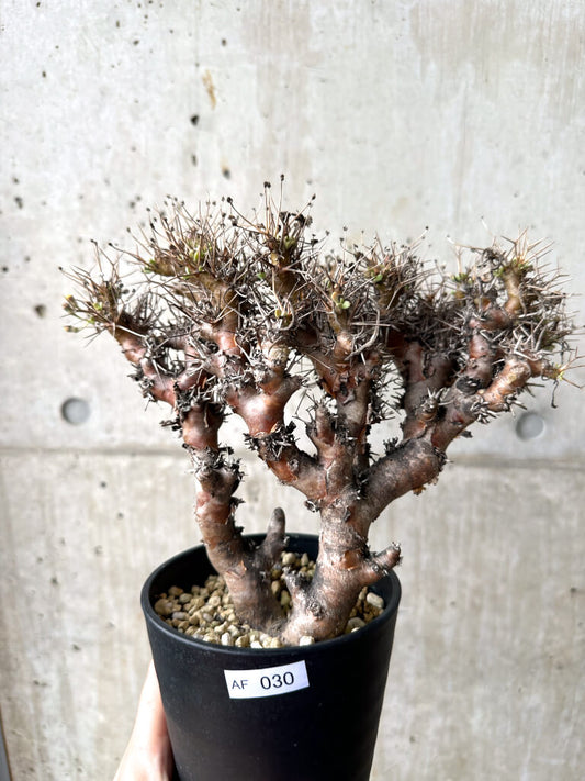 【現品限り】オトンナ・ユーフォルビオイデス 長期管理【AF30】 Othonna euphorbioides
