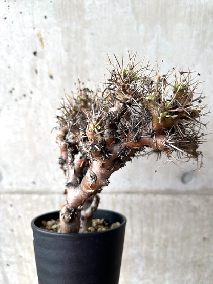 【現品限り】オトンナ・ユーフォルビオイデス 長期管理【AF30】 Othonna euphorbioides