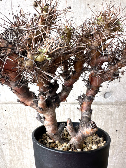 【現品限り】オトンナ・ユーフォルビオイデス 長期管理【AF30】 Othonna euphorbioides