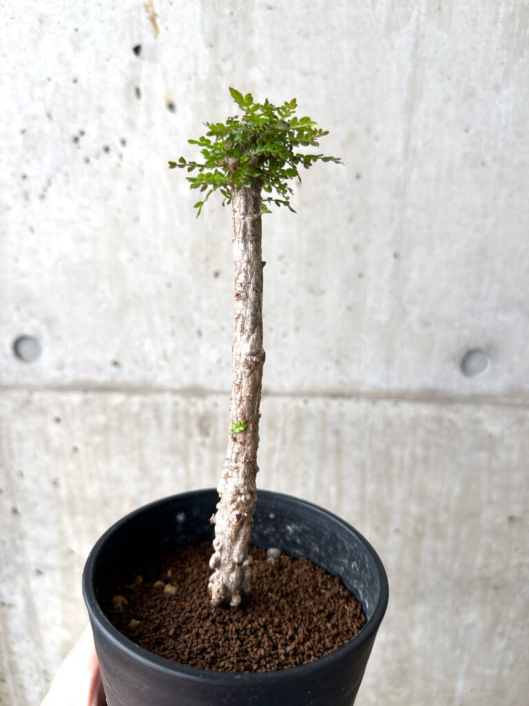 【現品限り】オペルクリカリア・デカリー 実生【AF31】 Operculicarya decaryi