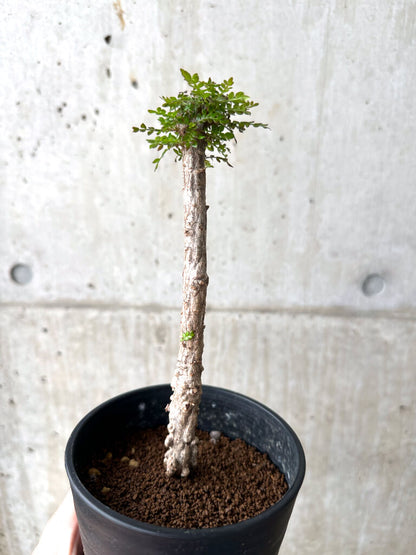 【現品限り】オペルクリカリア・デカリー 実生【AF31】 Operculicarya decaryi