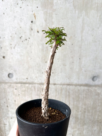 【現品限り】オペルクリカリア・デカリー 実生【AF31】 Operculicarya decaryi