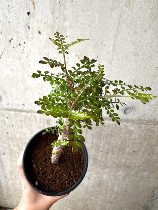 【現品限り】オペルクリカリア・デカリー 実生【AF32】 Operculicarya decaryi