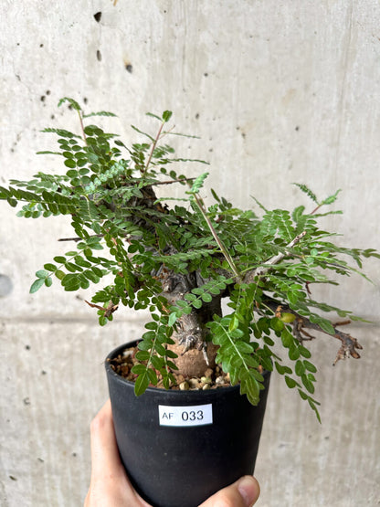 【現品限り】ボスウェリア・ネグレクタ ブラックスキン 現地株 発根済み【AF33】 Boswellia neglecta