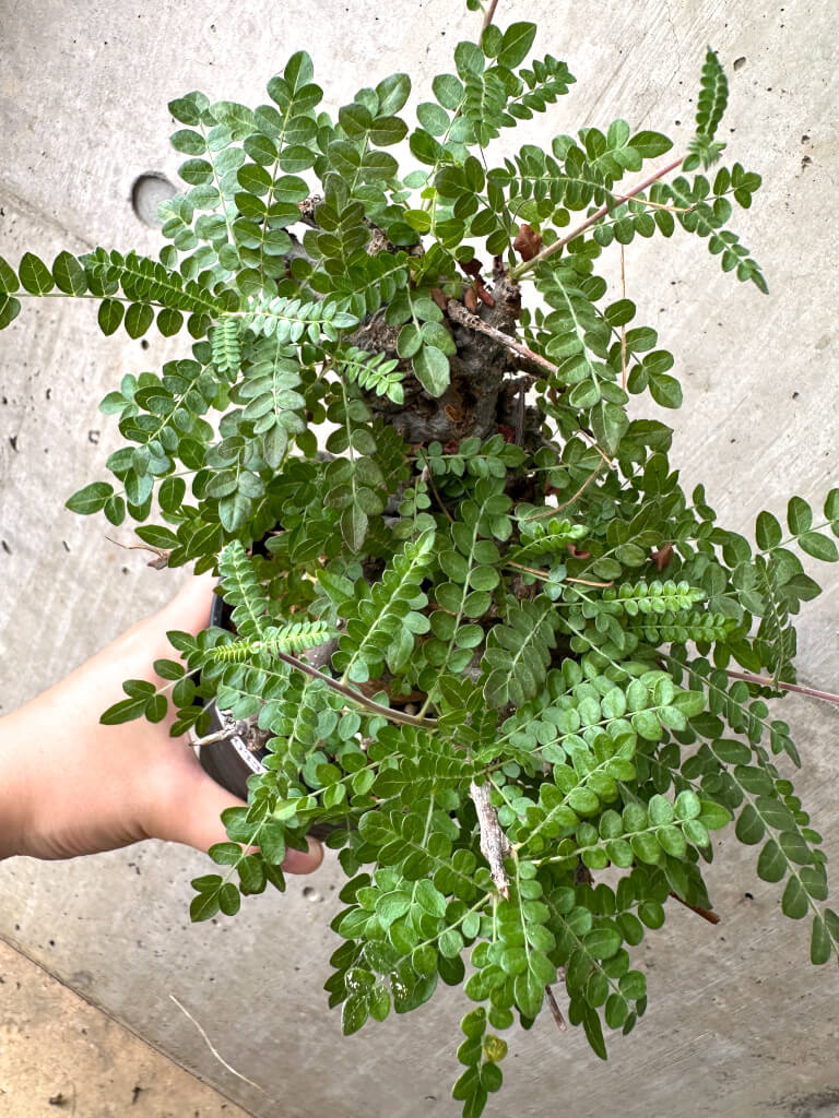 【現品限り】ボスウェリア・ネグレクタ ブラックスキン 現地株 発根済み【AF33】 Boswellia neglecta