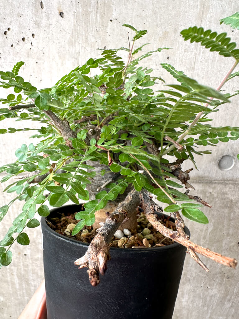 【現品限り】ボスウェリア・ネグレクタ ブラックスキン 現地株 発根済み【AF33】 Boswellia neglecta