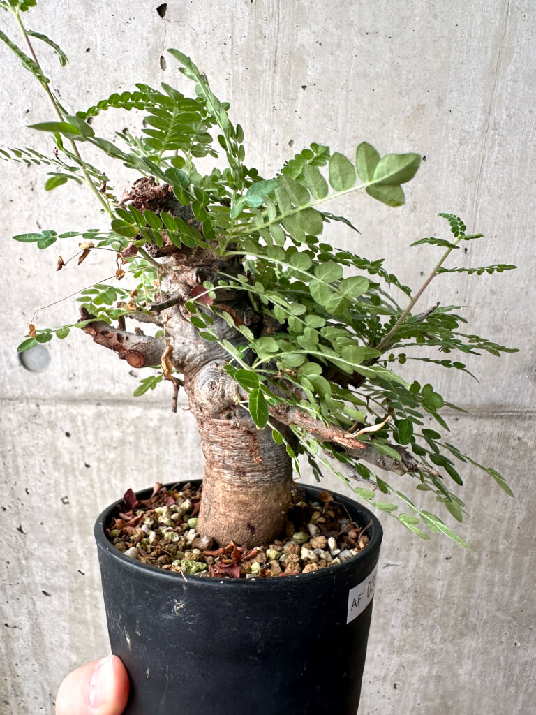 【現品限り】ボスウェリア・ネグレクタ ブラックスキン 現地株 発根済み【AF33】 Boswellia neglecta