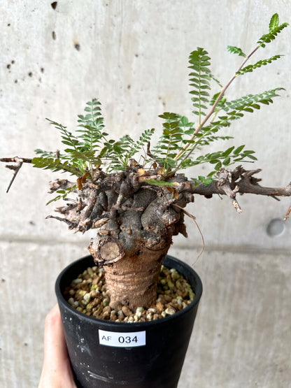 【現品限り】ボスウェリア・ネグレクタ ブラックスキン 現地株 発根済み【AF34】 Boswellia neglecta