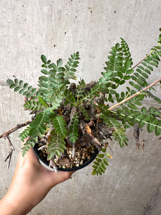 【現品限り】ボスウェリア・ネグレクタ ブラックスキン 現地株 発根済み【AF34】 Boswellia neglecta