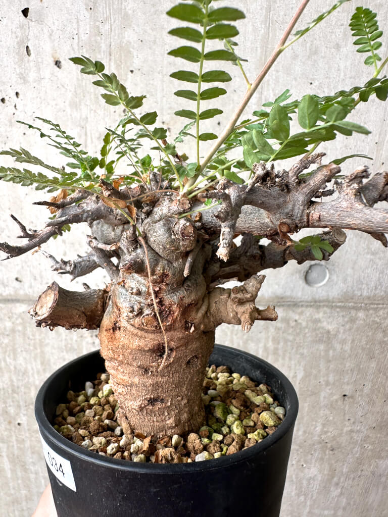 【現品限り】ボスウェリア・ネグレクタ ブラックスキン 現地株 発根済み【AF34】 Boswellia neglecta