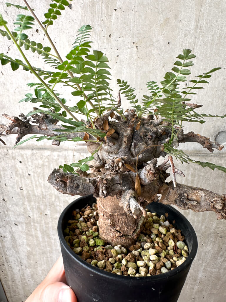 【現品限り】ボスウェリア・ネグレクタ ブラックスキン 現地株 発根済み【AF34】 Boswellia neglecta