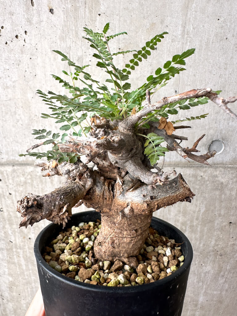 【現品限り】ボスウェリア・ネグレクタ ブラックスキン 現地株 発根済み【AF34】 Boswellia neglecta