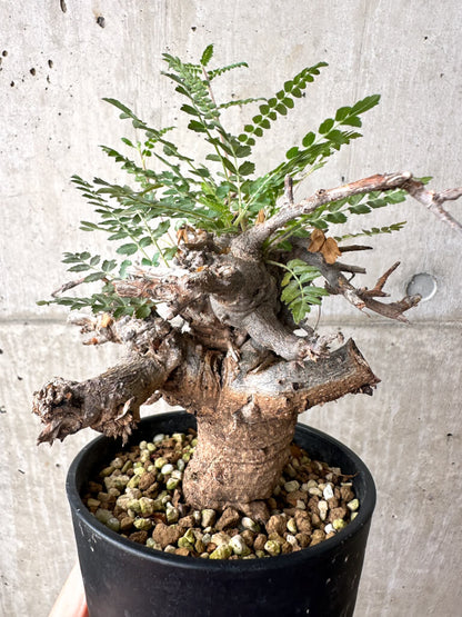 【現品限り】ボスウェリア・ネグレクタ ブラックスキン 現地株 発根済み【AF34】 Boswellia neglecta