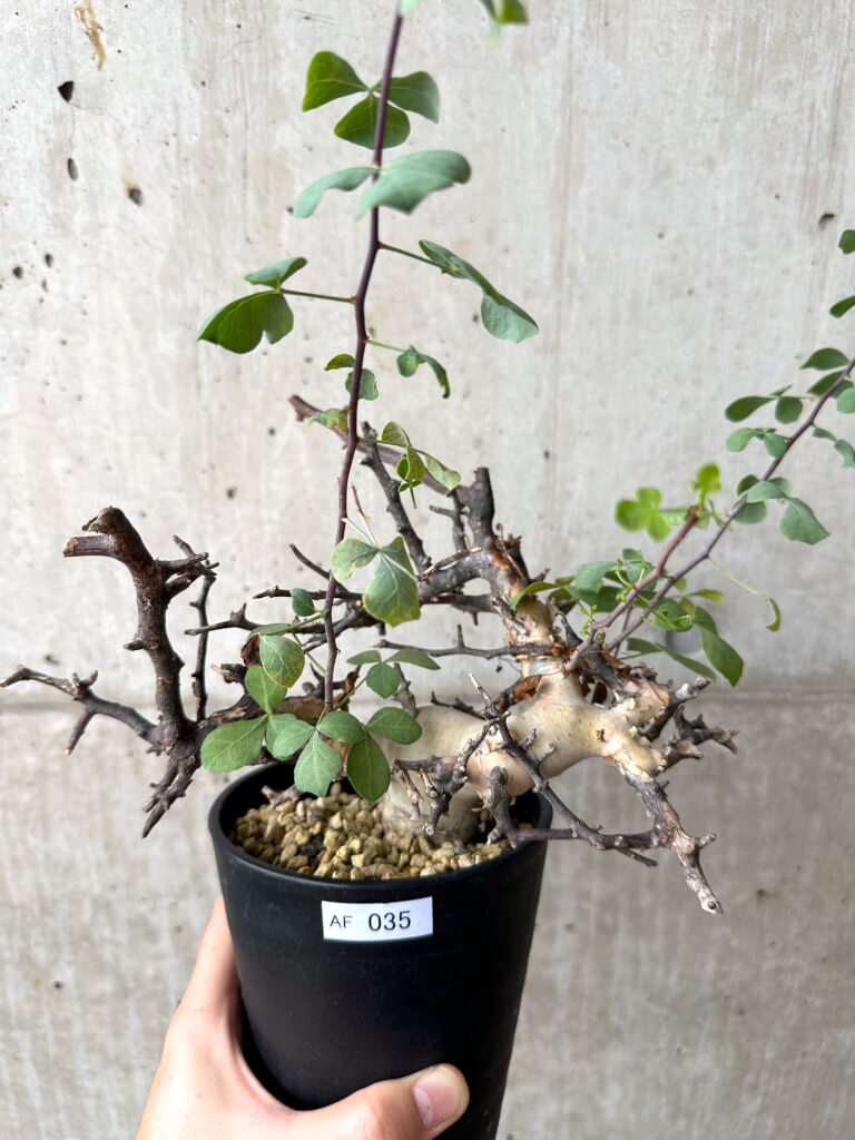 【現品限り】コミフォラ・カタフ ソマリア ピュア 現地株 発根済み【AF35】 Commiphora kataf Somalia