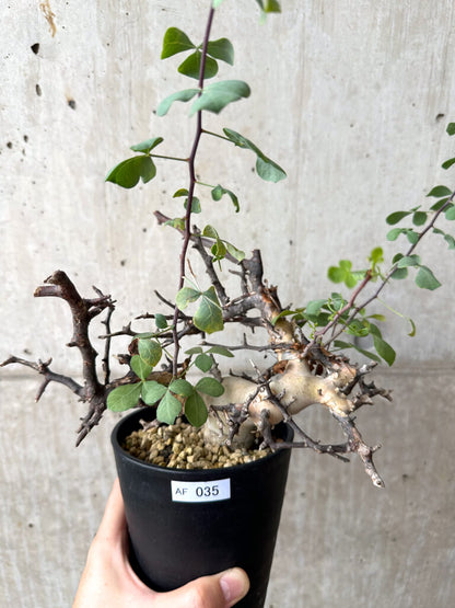 【現品限り】コミフォラ・カタフ ソマリア ピュア 現地株 発根済み【AF35】 Commiphora kataf Somalia