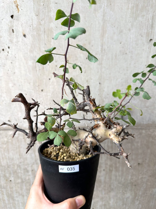 【現品限り】コミフォラ・カタフ ソマリア ピュア 現地株 発根済み【AF35】 Commiphora kataf Somalia