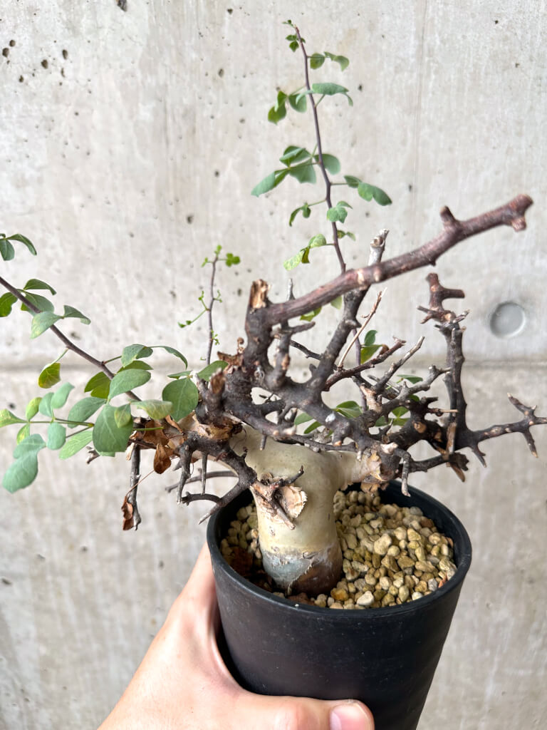 【現品限り】コミフォラ・カタフ ソマリア ピュア 現地株 発根済み【AF35】 Commiphora kataf Somalia