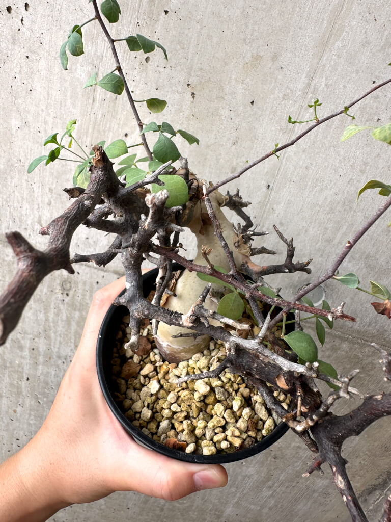 【現品限り】コミフォラ・カタフ ソマリア ピュア 現地株 発根済み【AF35】 Commiphora kataf Somalia