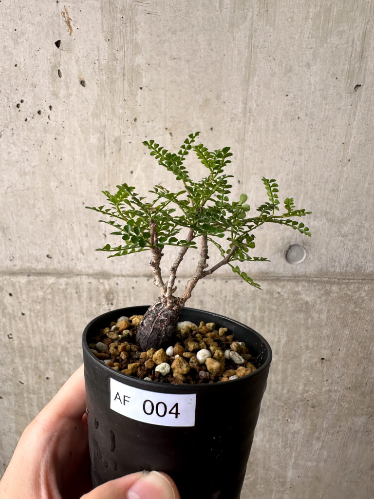 【現品限り】オペルクリカリア・パキプス 根挿し【AF4】 Operculicarya pachypus