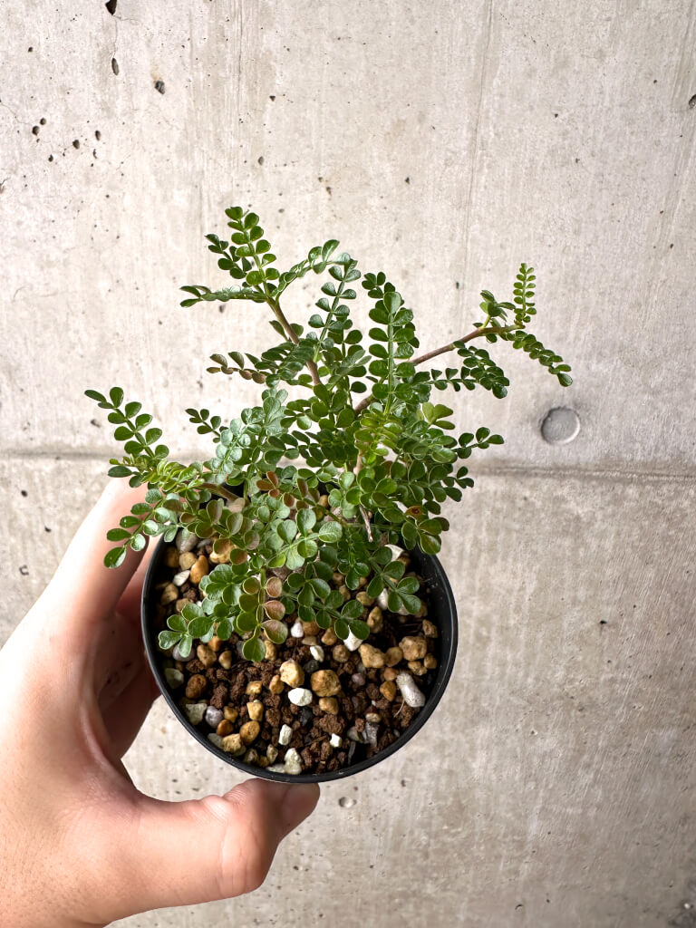 【現品限り】オペルクリカリア・パキプス 根挿し【AF4】 Operculicarya pachypus