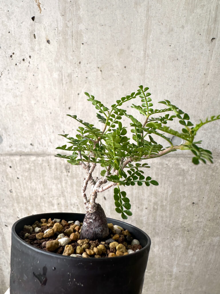 【現品限り】オペルクリカリア・パキプス 根挿し【AF4】 Operculicarya pachypus